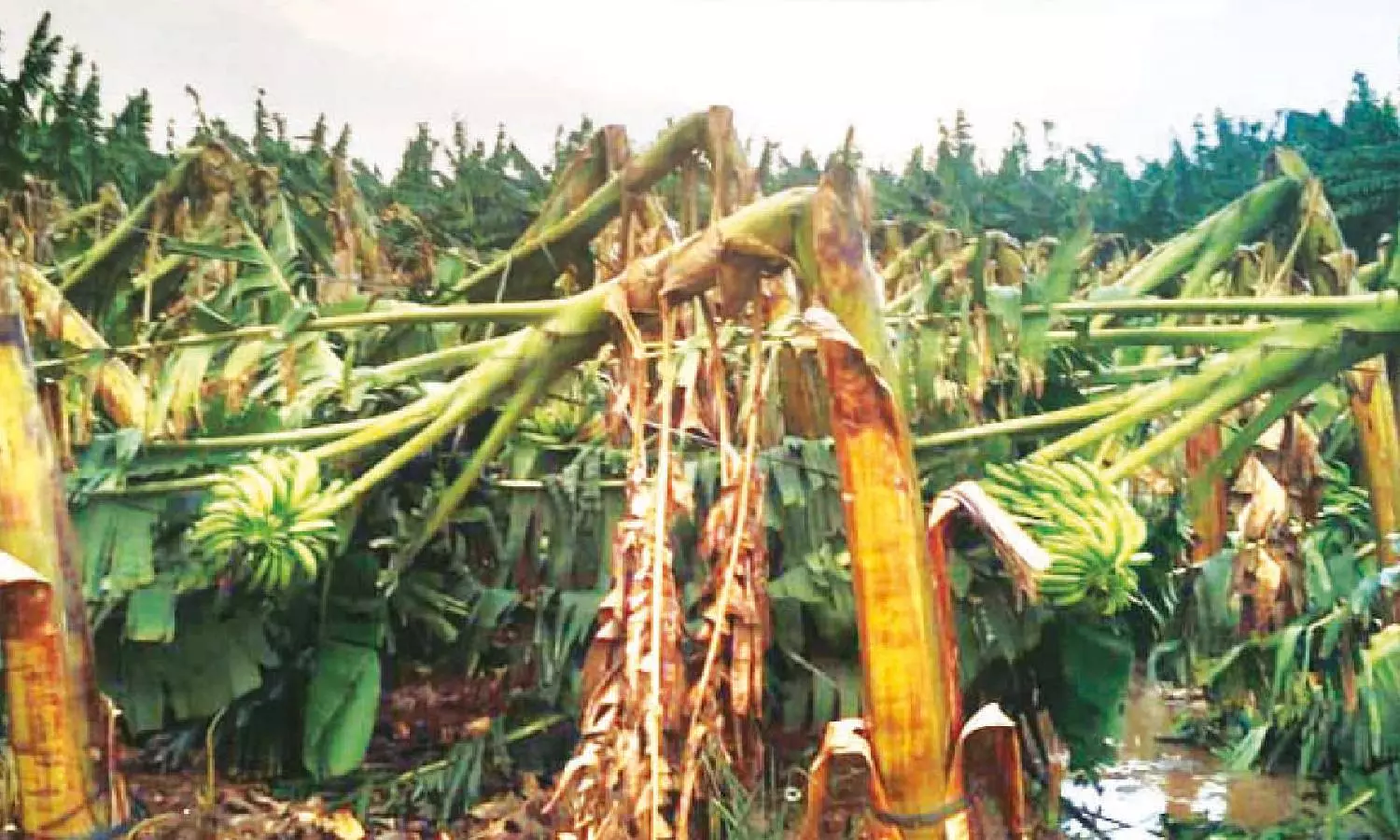 அவினாசி பகுதியில் சூறாவளி காற்றுடன் பலத்த மழை: 10 ஆயிரம் வாழை மரங்கள் முறிந்து சேதம்