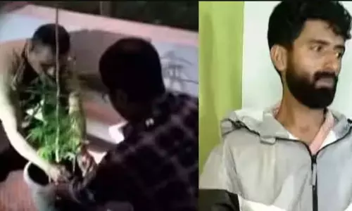 வீட்டின் மாடியில் கஞ்சா செடி வளர்த்த மத்திய அரசு அதிகாரி கைது