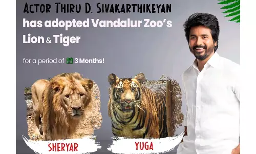 வண்டலூர் பூங்காவில் சிங்கம் & புலியை தத்தெடுத்த சிவகார்த்திகேயன்