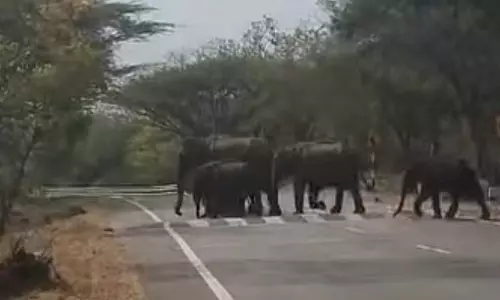 சாலையை கடந்த யானை கூட்டங்களால் வாகன ஓட்டிகள் அச்சம் - வனத்துறையினர் எச்சரிக்கை