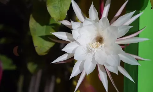 கொடைக்கானலில் பூத்துக்குலுங்கிய அபூர்வ வகை பிரம்ம கமல மலர்