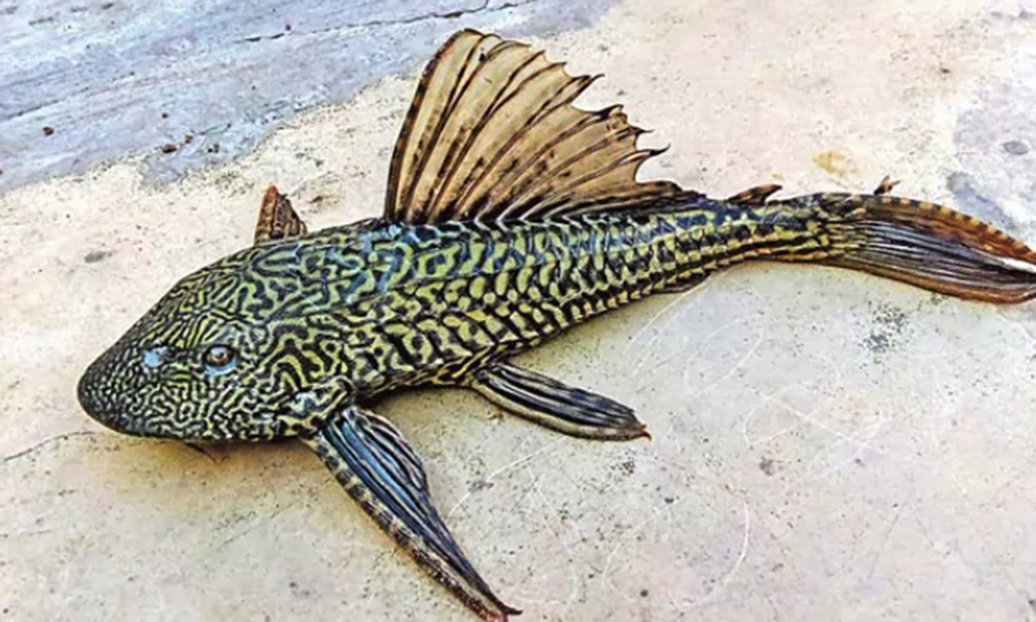 ஆந்திராவில் சிக்கிய பிசாசு மீன்