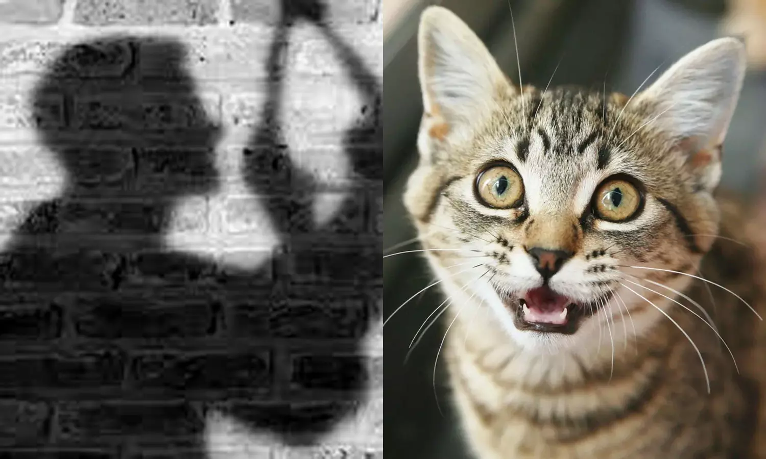 அலட்சியத்தால் பறிபோன உயிர்-  பூனை கடித்து ரேபிஸ் நோயால் பாதிக்கப்பட்ட இளைஞர் தற்கொலை