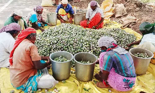 கிலோ ரூ.3க்கு விற்பனை: கத்தரிக்காய் விலை கடும் வீழ்ச்சியால் விவசாயிகள் கவலை