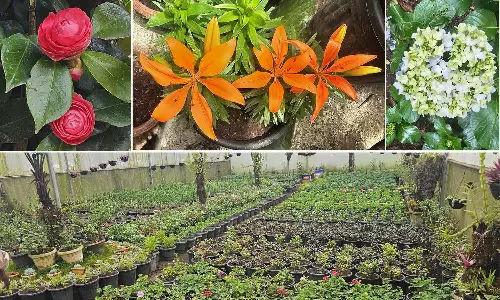 கொடைக்கானல் பிரையண்ட் பூங்காவில் பூத்துக்குலுங்கும் பல வண்ண மலர்கள்