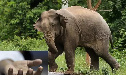 திருப்பதி அருகே விவசாயியை மிதித்து கொன்ற யானை