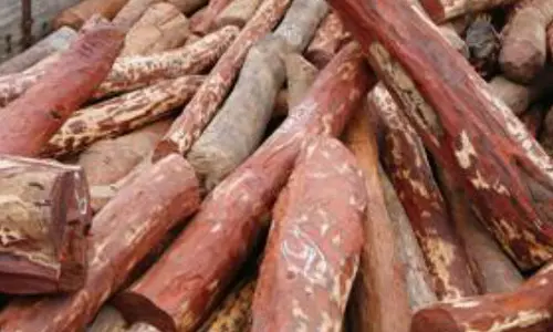 ஆந்திராவில் செம்மரக் கடத்தல் - தமிழ்நாட்டைச் சேர்ந்த 3 பேர் உள்பட 7 பேர் கைது