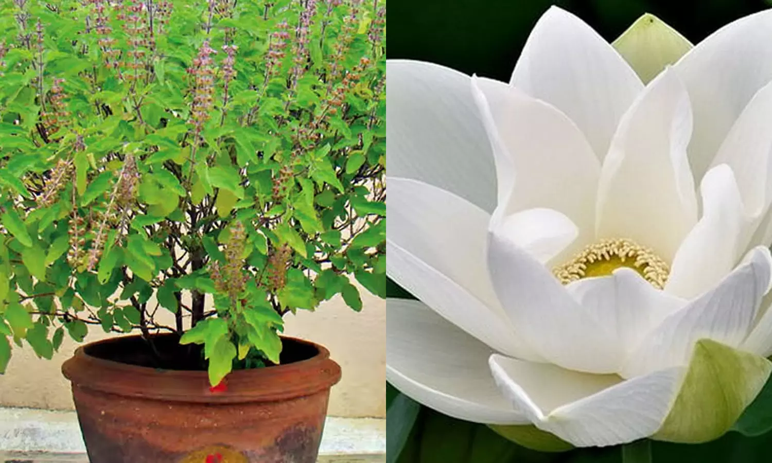 அட்சய திருதியை... வாங்க வேண்டிய மங்களப் பொருட்கள்