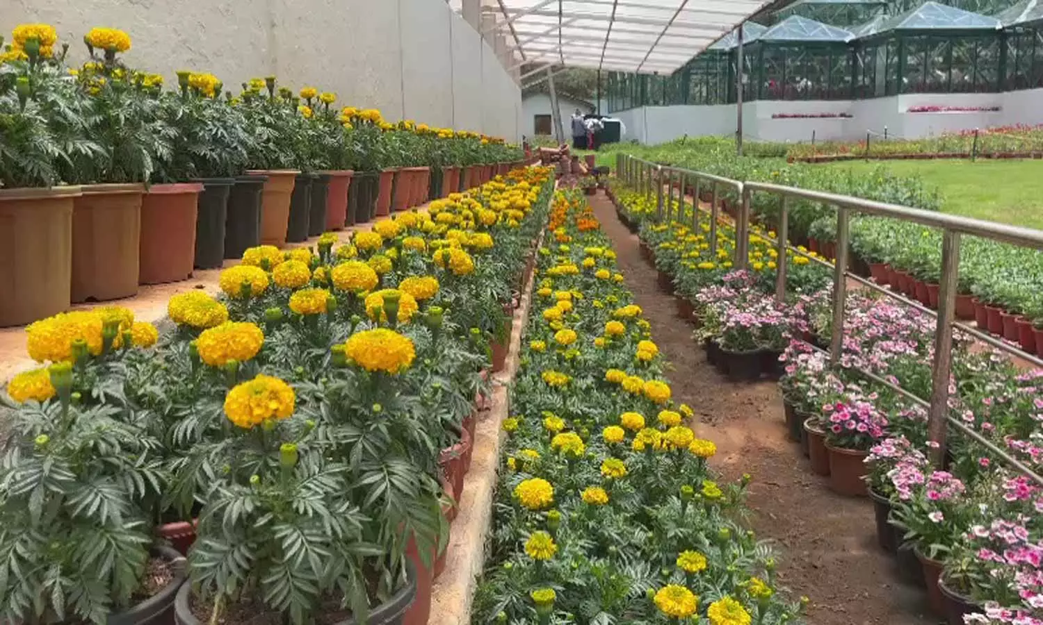 கோடை சீசனை முன்னிட்டு 35 ஆயிரம் தொட்டிகளில் பூத்து குலுங்கும் மலர்கள்: சுற்றுலா பயணிகள் உற்சாகம் கோடை சீசனை முன்னிட்டு 35 ஆயிரம் தொட்டிகளில் பூத்து குலுங்கும் மலர்கள்: சுற்றுலா பயணிகள் உற்சாகம்