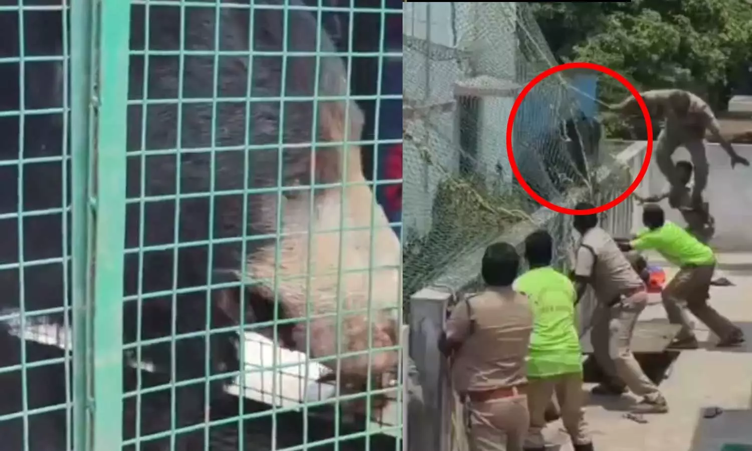 VIDEO: ஊரையே கதறவிட்ட கரடியை கூண்டு வைத்து பிடித்த வனத்துறையினர்