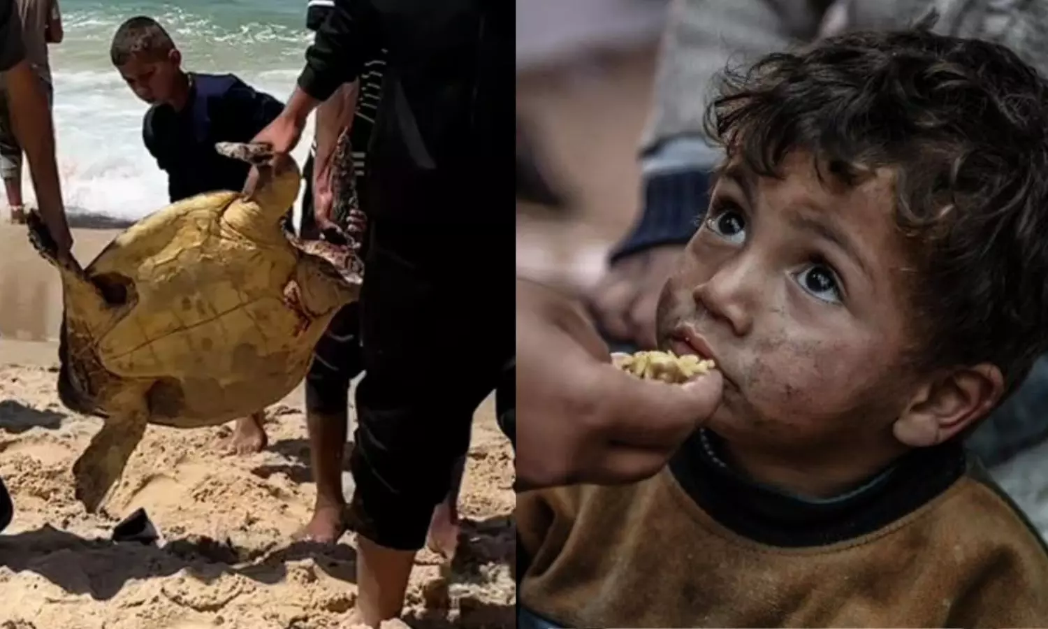 உணவுக்கான அனைத்து வழிகளையும் அடைத்த இஸ்ரேல்.. கடல் ஆமைகளை உண்டு உயிர் வாழும் காசா மக்கள்