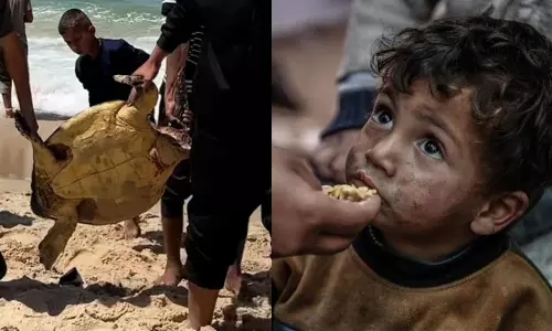 உணவுக்கான அனைத்து வழிகளையும் அடைத்த இஸ்ரேல்.. கடல் ஆமைகளை உண்டு உயிர் வாழும் காசா மக்கள்