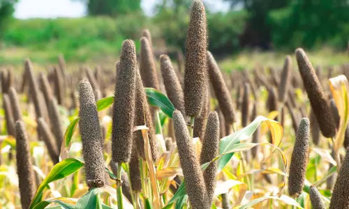 ஊட்டம் தரும் கம்பஞ்சோறு!