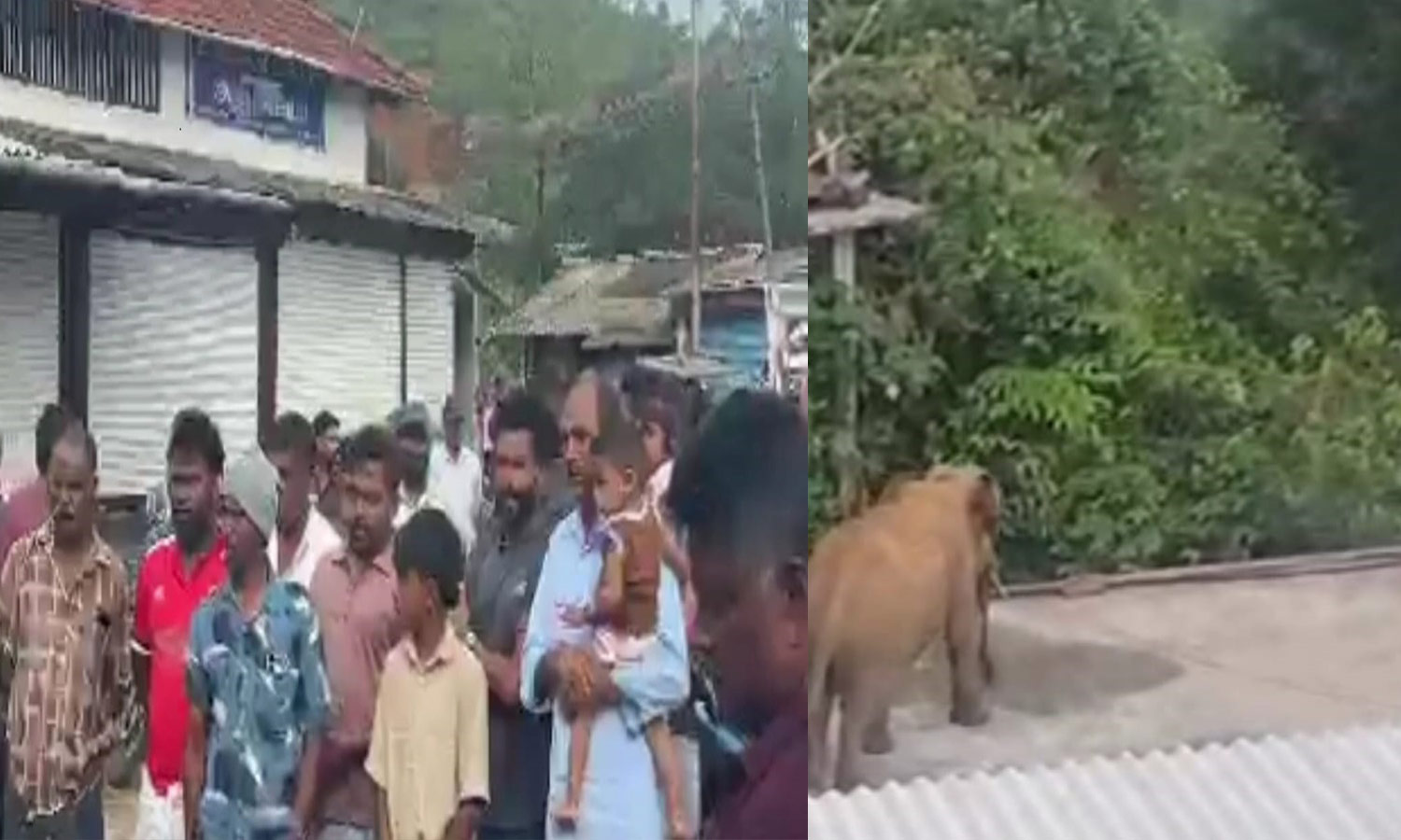 நெலாக்கோட்டையில் வாகனங்கள், வீடுகளை தாக்கிய காட்டு யானை- பொதுமக்கள் சாலை மறியல்