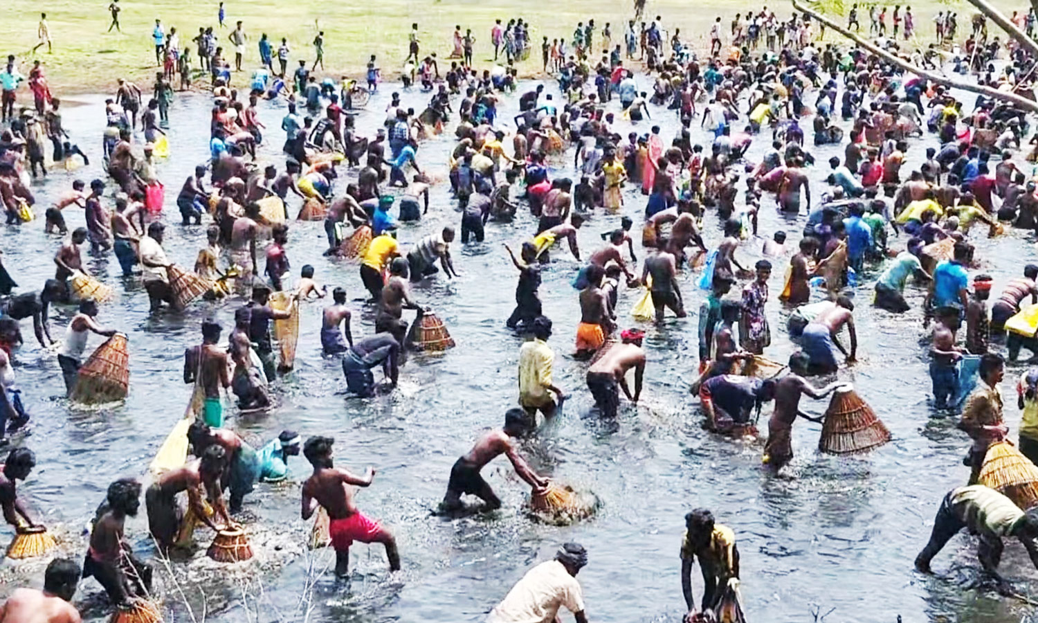 நத்தம் அருகே பெரிய கண்மாயில் மீன்பிடி திருவிழா