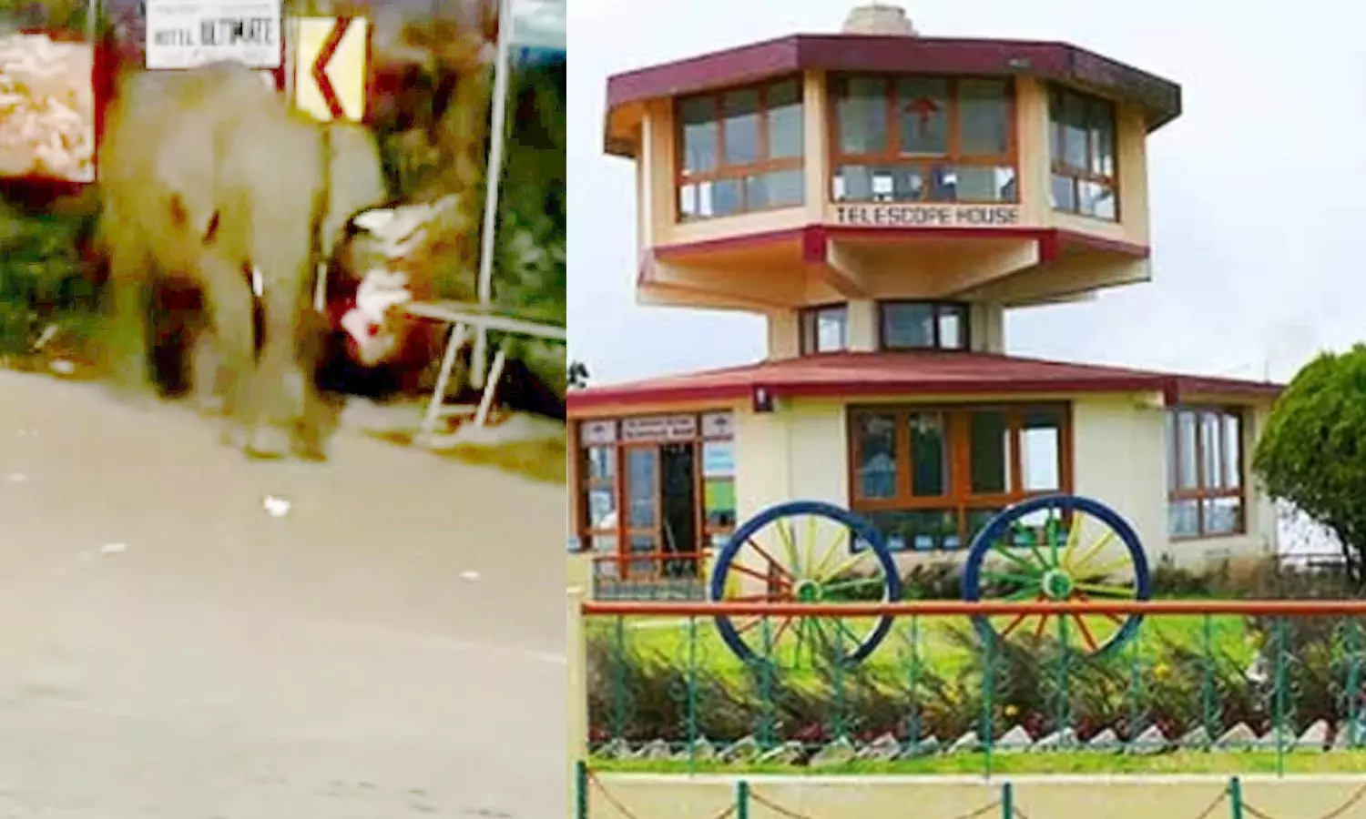 தொட்டபெட்டா காட்சி முனைக்கு வந்த காட்டு யானை- சுற்றுலா பயணிகளுக்கு இன்று ஒருநாள் தடை