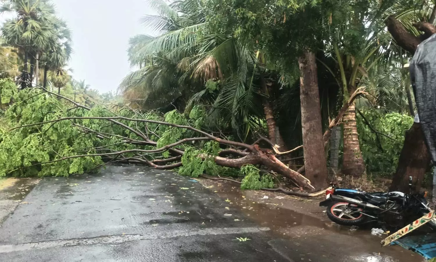 ஆப்பக்கூடல், அத்தாணி சுற்றுவட்டார பகுதிகளில் சூறாவளி காற்றால் முறிந்து விழுந்த மரங்கள் ஆப்பக்கூடல், அத்தாணி சுற்றுவட்டார பகுதிகளில் சூறாவளி காற்றால் முறிந்து விழுந்த மரங்கள்