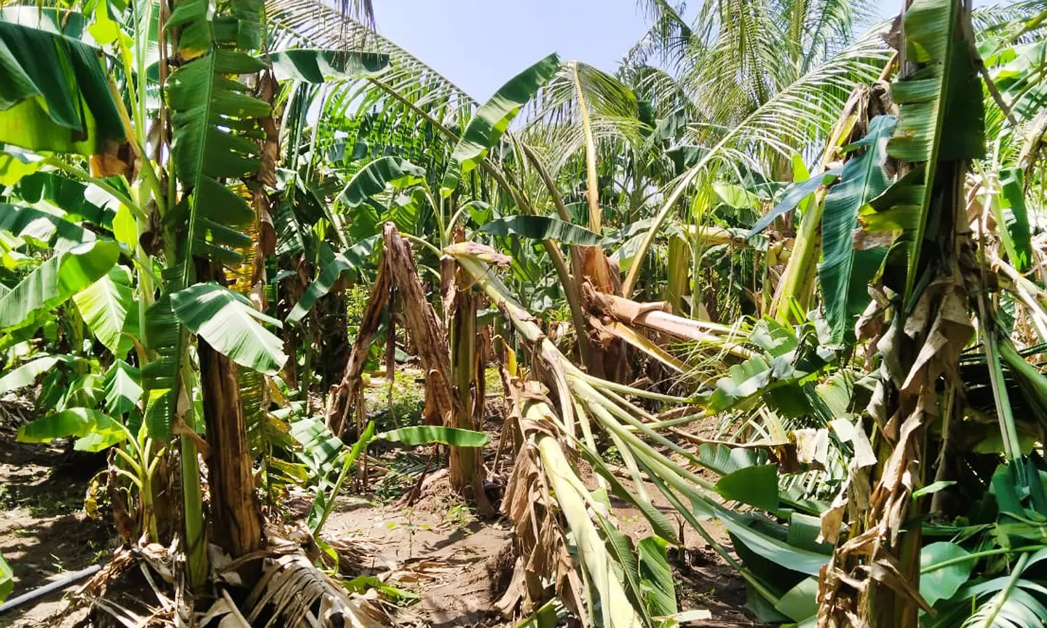 நிலக்கோட்டை அருகே சூறாவளிக்காற்றுடன் பெய்த மழையால் 2000 வாழை மரங்கள் சேதம்