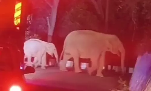 குன்னூர் மலைப்பாதையில் கூட்டம், கூட்டமாக சுற்றிய காட்டு யானைகள்- வாகன ஓட்டிகள் அதிர்ச்சி