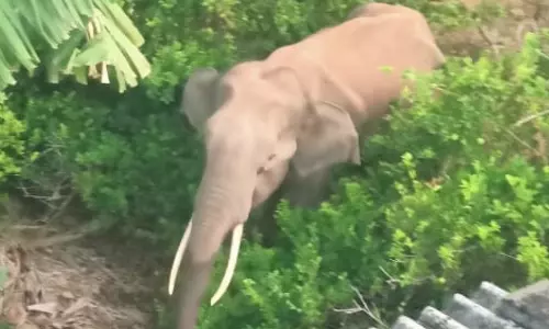 வெள்ளித்திருப்பூர் பகுதியில் 10 நாட்களாக முகாமிட்டிருக்கும் ஒற்றை யானையால் பொதுமக்கள் அச்சம்