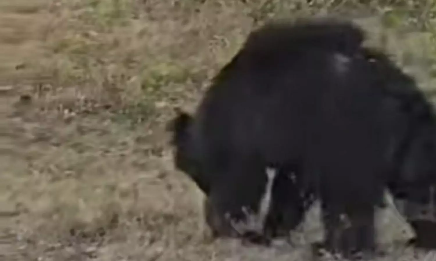 ஆசனூர் சாலையோரம் உலா வரும் கரடியால் வாகன ஓட்டிகள் அச்சம்- வனத்துறையினர் எச்சரிக்கை