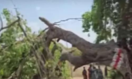 திருவண்ணாமலையில் ஆலமரக்கிளை முறிந்து விழுந்து 2 பேர் உயிரிழப்பு