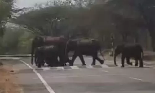 பண்ணாரி அம்மன் கோவில் அருகே குட்டிகளுடன் உலா வரும் காட்டு யானை கூட்டத்தால் வாகன ஓட்டிகள் அச்சம்