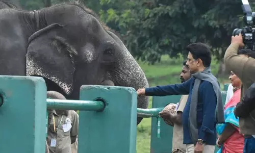 முதுமலை யானைகள் முகாமில் யானைகளுக்கு உணவு வழங்கிய முதலமைச்சர்