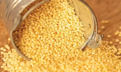 பனையளவு ஆற்றல் தரும் தினை