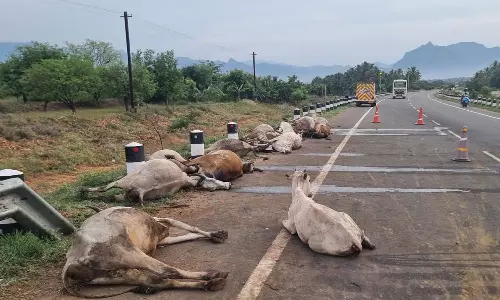 பெரியகுளம் அருகே அரசு பஸ் மோதியதில் 15 மாடுகள் உயிரிழப்பு