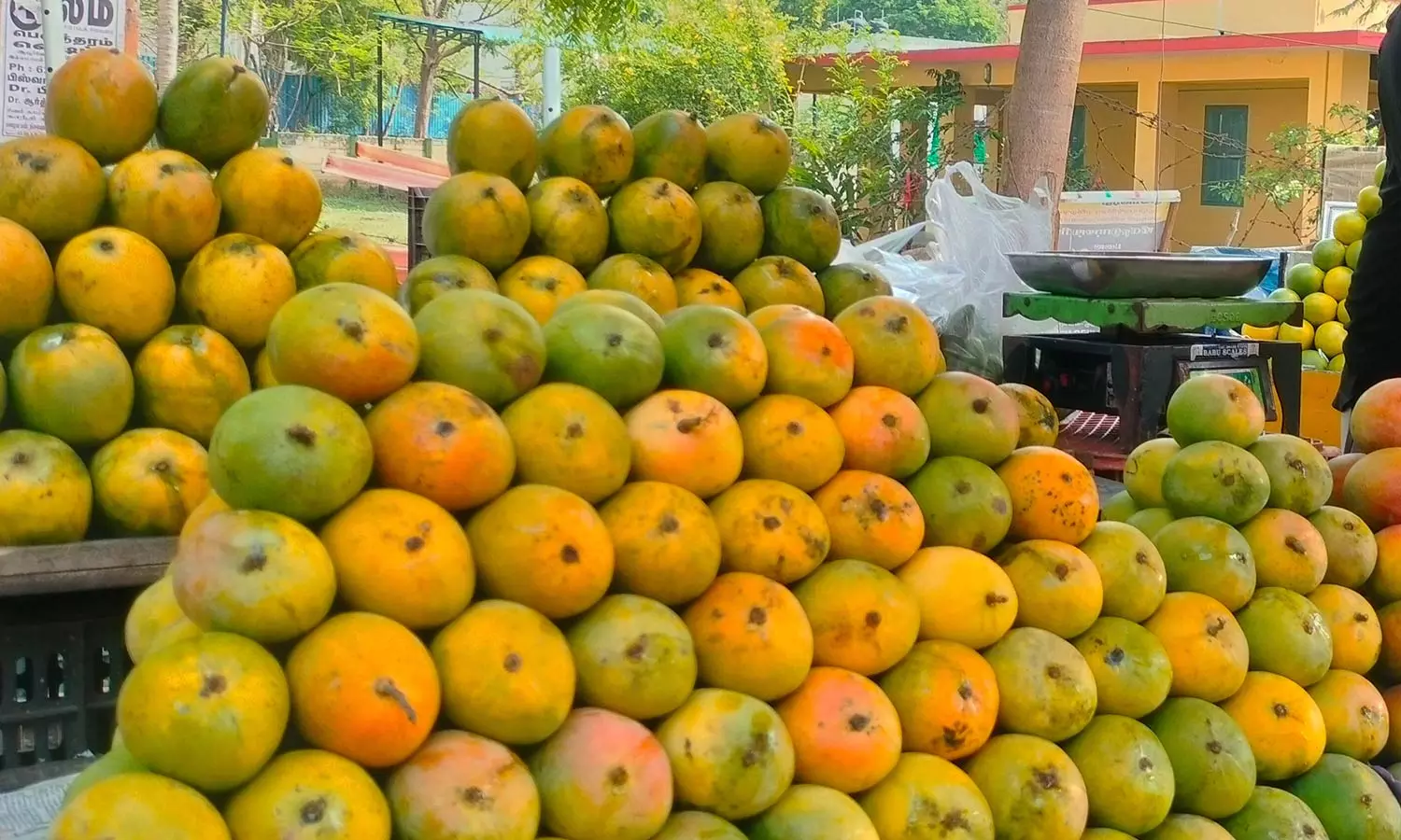 சேலம் மார்க்கெட்டுகளுக்கு வரத்து அதிகரிப்பு - இன்று முதல் 45 நாட்களுக்கு மாம்பழ சீசன் உச்சம்