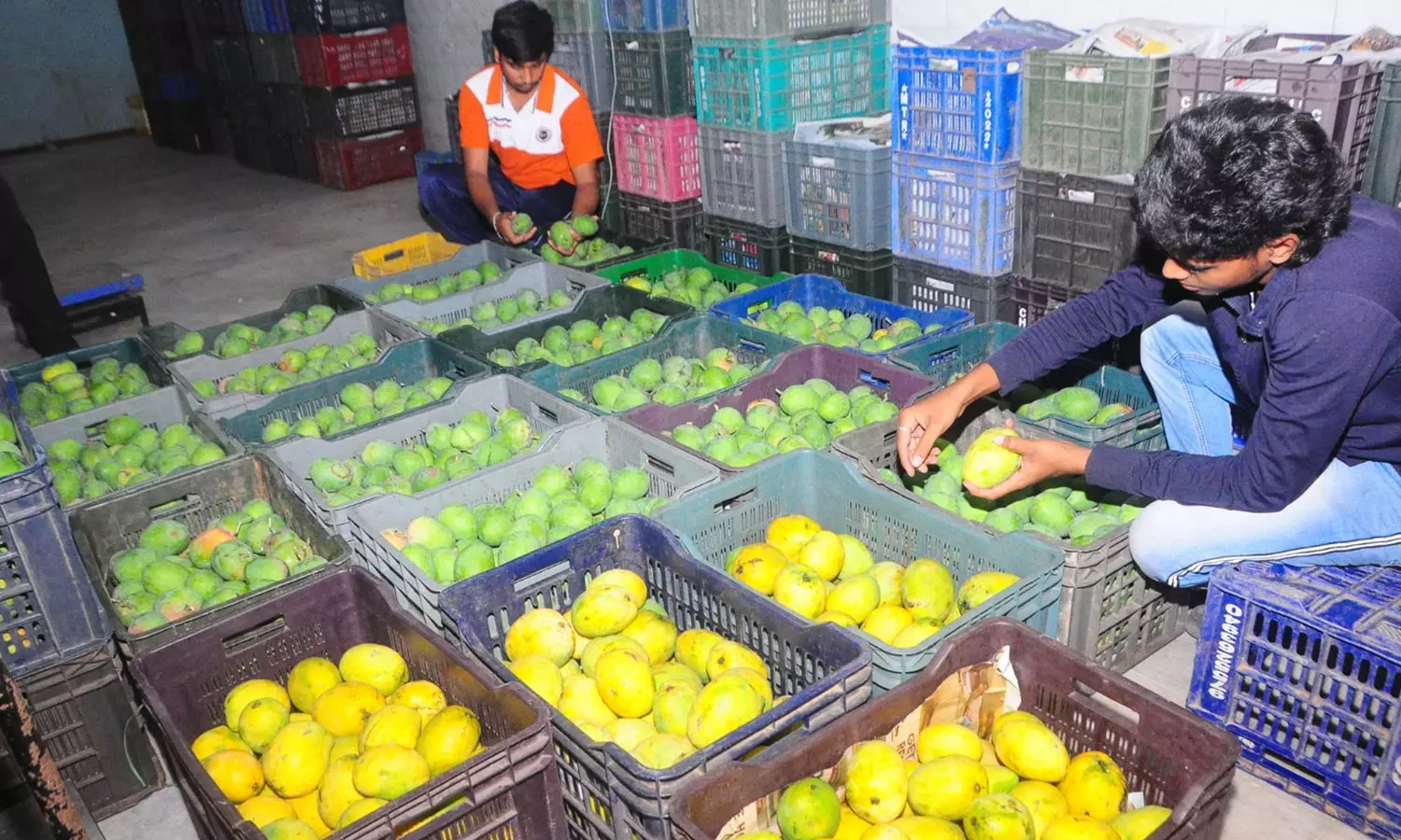 சேலம் மார்க்கெட்டுகளுக்கு வரத்து அதிகரிப்பு - இன்று முதல் 45 நாட்களுக்கு மாம்பழ சீசன் உச்சம்