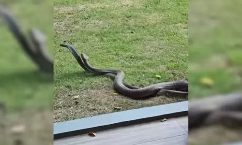 விடியலை ரசிக்க ஹோட்டல் கதவை திறந்தவருக்கு ஹாய் சொன்ன ராஜநாகம் - பதறவைக்கும் வீடியோ