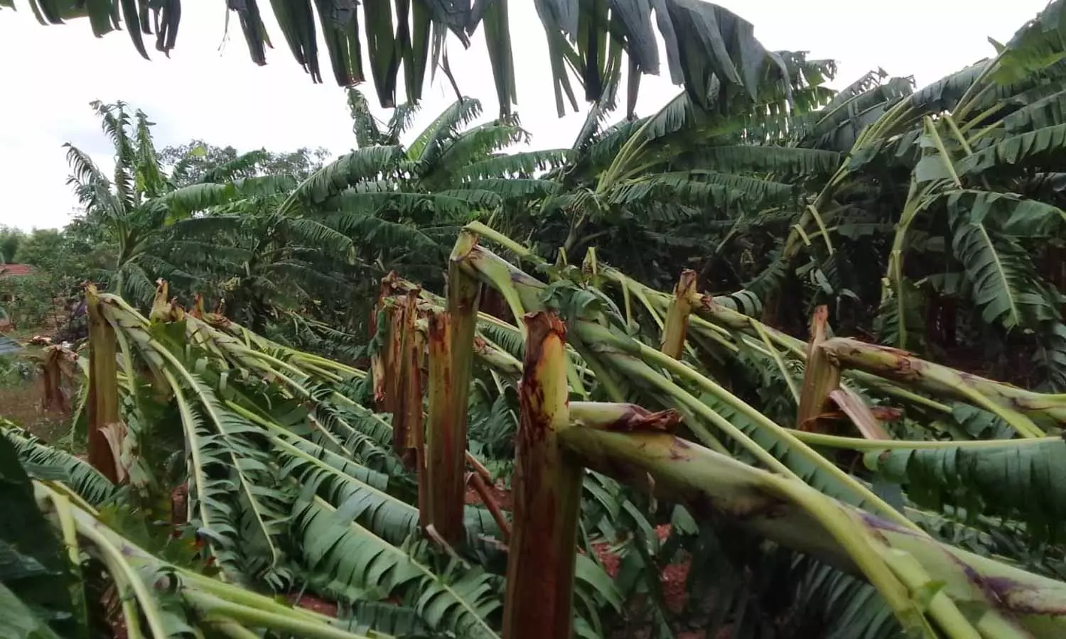 அன்னூர் சுற்றுவட்டாரத்தில் சூறாவளி காற்றுடன் கனமழை: 5 ஆயிரம் வாழைகள் சேதம் அன்னூர் சுற்றுவட்டாரத்தில் சூறாவளி காற்றுடன் கனமழை: 5 ஆயிரம் வாழைகள் சேதம்