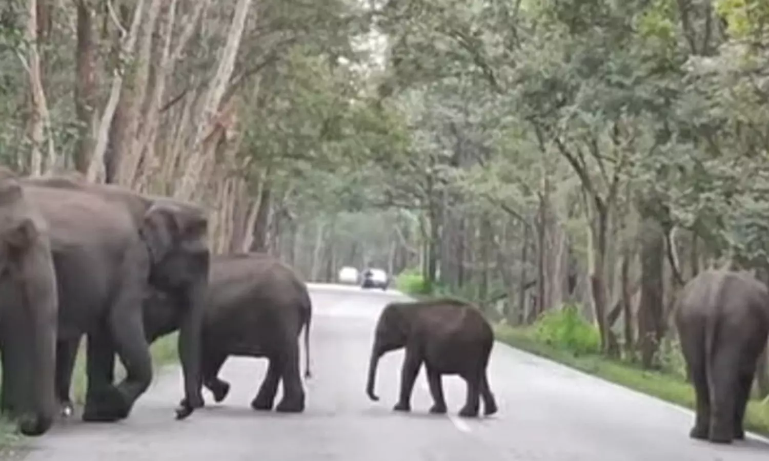 காரைபள்ளம் அருகே குட்டிகளுடன் உலா வரும் காட்டு யானை கூட்டத்தால் வாகன ஓட்டிகள் அச்சம் காரைபள்ளம் அருகே குட்டிகளுடன் உலா வரும் காட்டு யானை கூட்டத்தால் வாகன ஓட்டிகள் அச்சம்