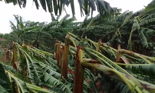 அன்னூர் சுற்றுவட்டாரத்தில் சூறாவளி காற்றுடன் கனமழை: 5 ஆயிரம் வாழைகள் சேதம்