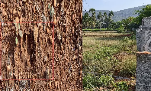 சென்னிமலை அருகே வெள்ளாட்டை கடித்து கொன்ற சிறுத்தையால் பரபரப்பு- கூண்டு வைத்து பிடிக்க வனத்துறையினர் நடவடிக்கை