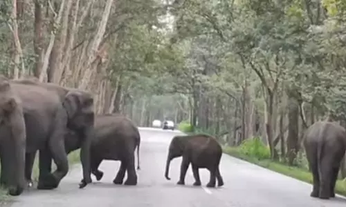 காரைபள்ளம் அருகே குட்டிகளுடன் உலா வரும் காட்டு யானை கூட்டத்தால் வாகன ஓட்டிகள் அச்சம்