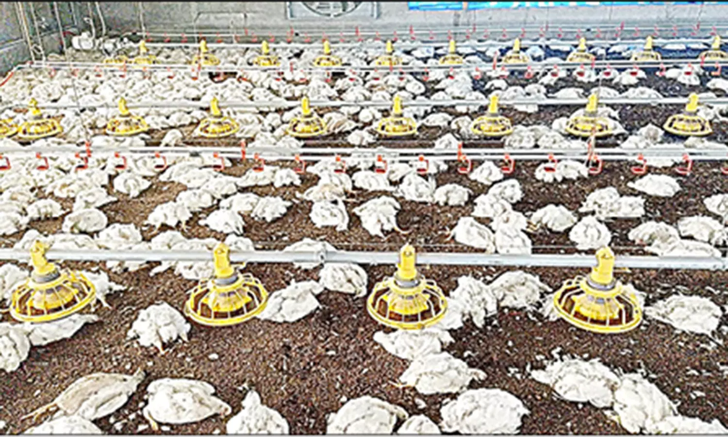 மின்சாரம் துண்டிக்கப்பட்டதால் பண்ணையில் செத்து மடிந்த 14 ஆயிரம் கோழிகள்