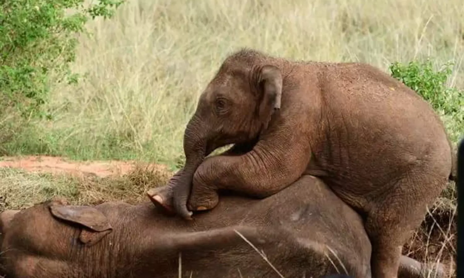 வனத்துறையினரை நெருங்கவிடாமல் தாய் யானையின் மீது படுத்து குட்டி யானை பாசப்போராட்டம்