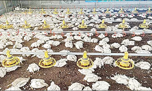 மின்சாரம் துண்டிக்கப்பட்டதால் பண்ணையில் செத்து மடிந்த 14 ஆயிரம் கோழிகள்