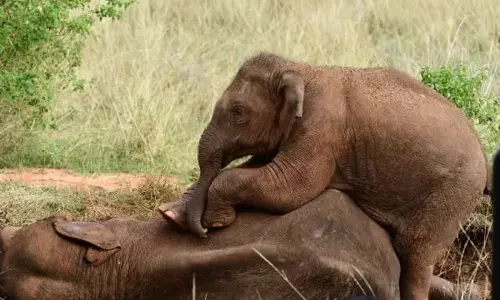 வனத்துறையினரை நெருங்கவிடாமல் தாய் யானையின் மீது படுத்து குட்டி யானை பாசப்போராட்டம்