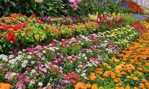 6 நாட்களில் ஊட்டி மலர் கண்காட்சியை 1.13 லட்சம் பேர் கண்டு ரசிப்பு