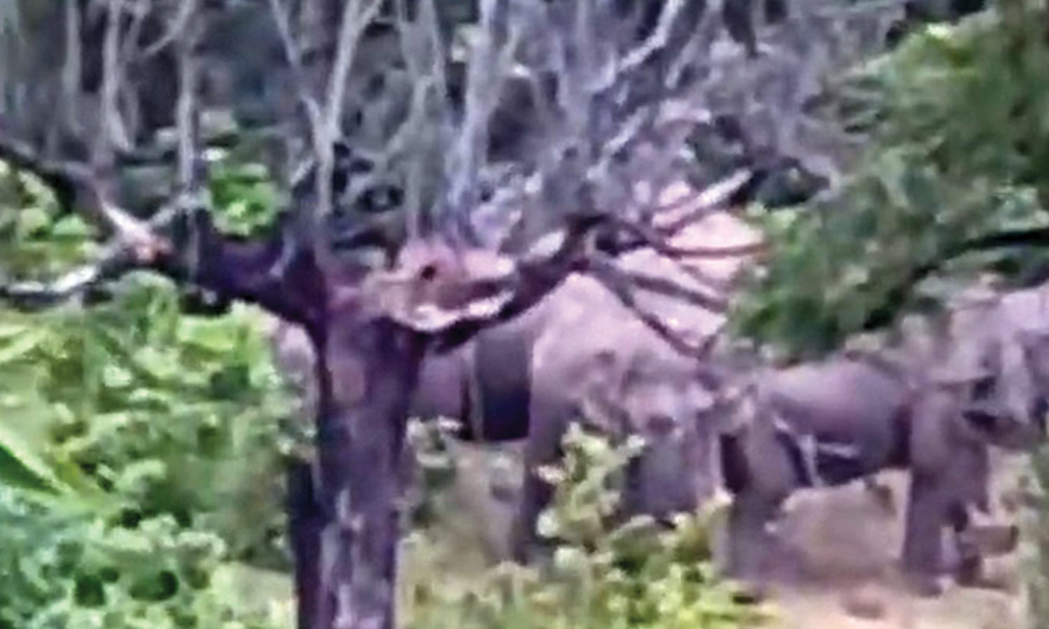 மாஞ்சோலையில் குடியிருப்பு பகுதியில் அடிக்கடி யானைக்கூட்டம் நடமாட்டம்- தொழிலாளர்கள் அச்சம்