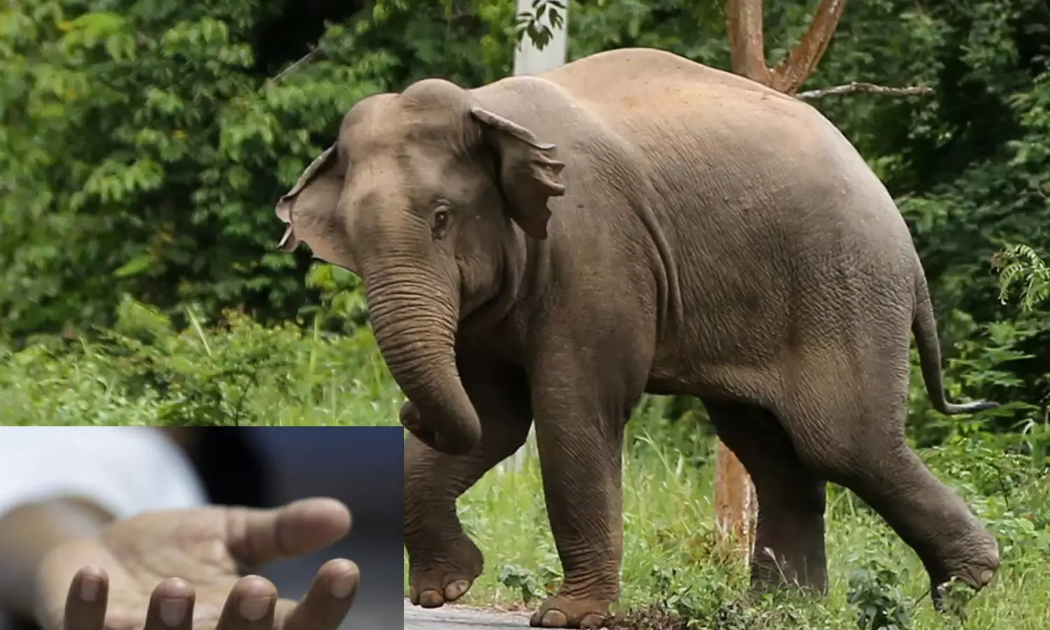 வால்பாறை அருகே காட்டு யானை தாக்கி மூதாட்டி உயிரிழப்பு