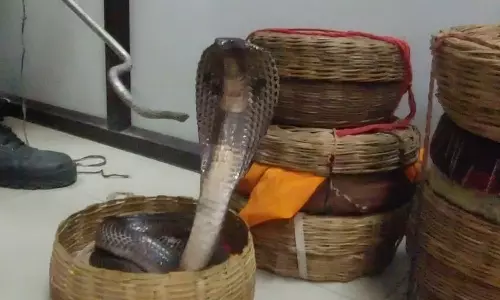 பாம்பு கடித்து 2 பேர் 58 முறை இறந்ததாக போலி சான்றிதழ் தயாரித்து ரூ.11 கோடி மோசடி