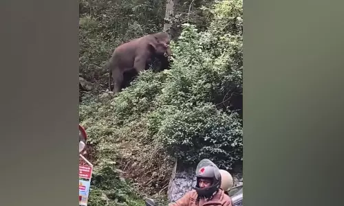 குன்னூர்- மேட்டுப்பாளையம் ரோட்டில் மலையேறி வனத்துக்குள் சென்ற காட்டு யானை