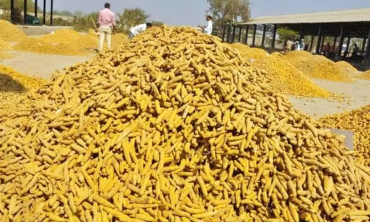 ஈரோட்டில் ஒரே வாரத்தில் மஞ்சள் விலை குவிண்டால் ரூ.2 ஆயிரம் குறைந்தது