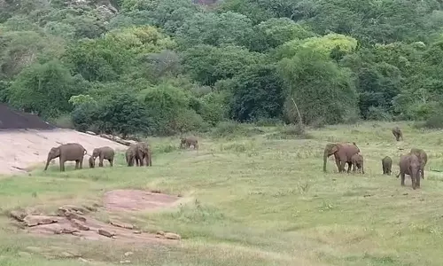 ஆழியாறு அணையில் உலாவரும் யானை கூட்டம்- சுற்றுலா பயணிகளுக்கு வனத்துறையினர் எச்சரிக்கை