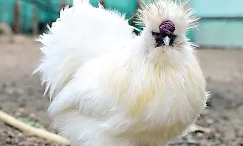 ஆந்திராவில் பொம்மை போல காட்சியளிக்கும் சீன கோழி